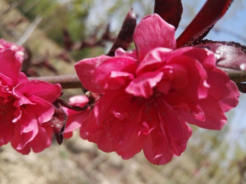 桃树2~4cm1.5~2米