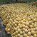 砀山梨300~350g光果