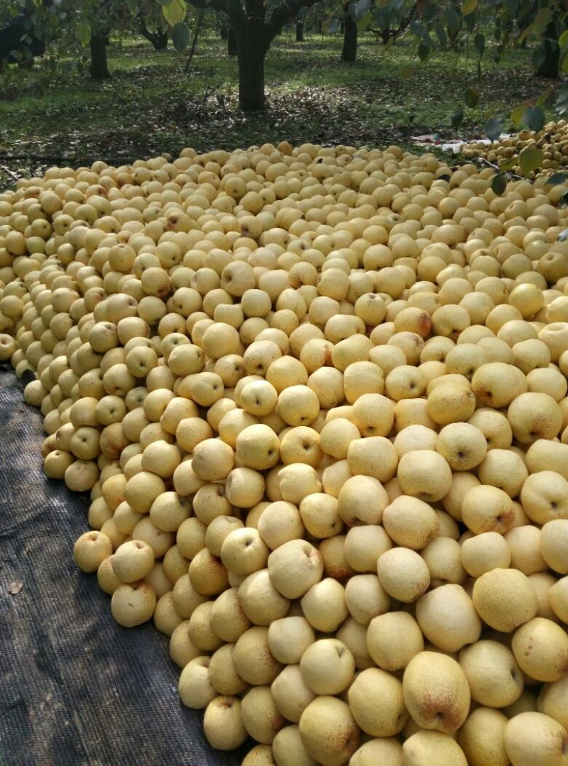 砀山梨300~350g光果