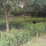 茶花20~30cm