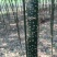 国槐6~8cm6~8cm1~2米