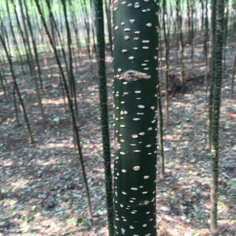 国槐6~8cm6~8cm1~2米