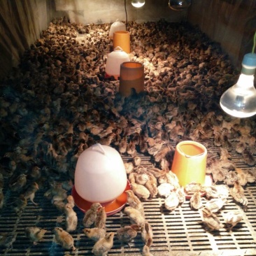 脱温鸡1斤以上