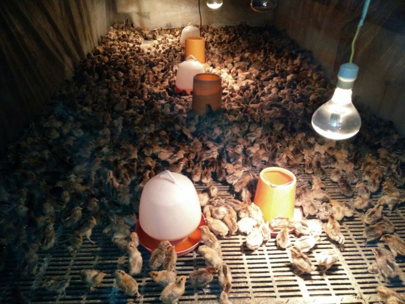 脱温鸡1斤以上