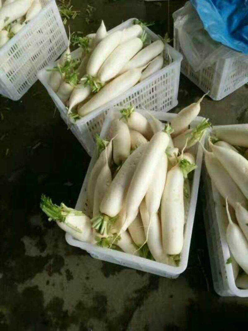 白萝卜1.5~2斤起