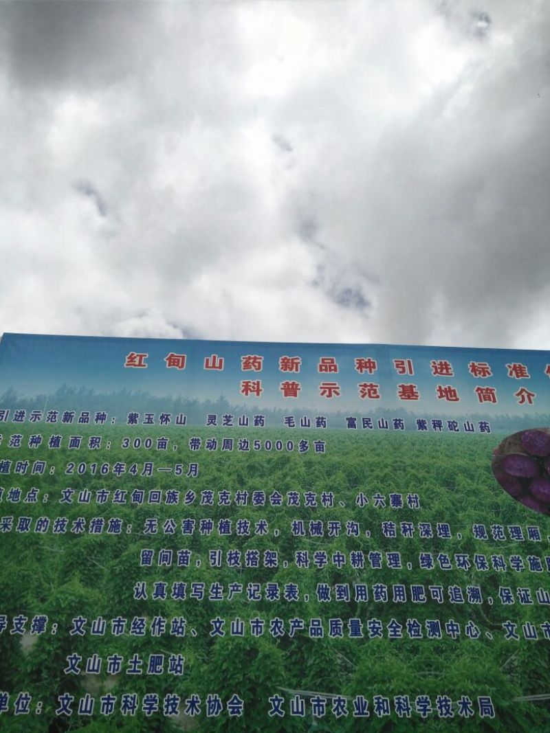 灵芝山药70厘米以上特级