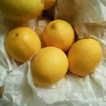 柠檬膏