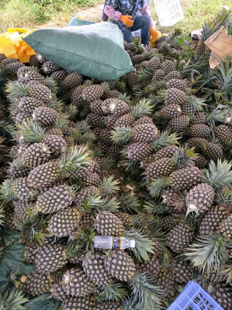 海南风梨金钻十七号凤梨欢迎来电地头装货