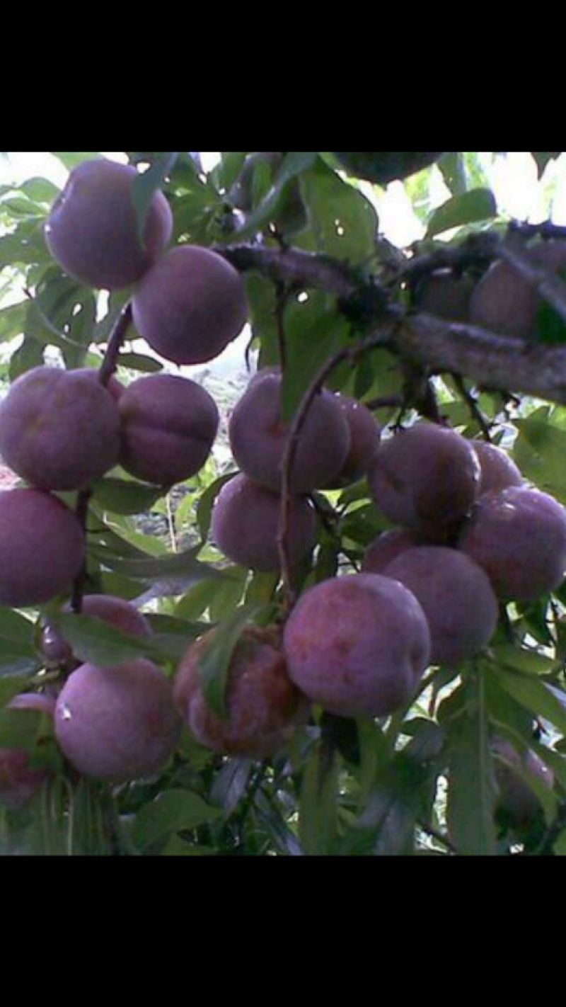 李子枝条