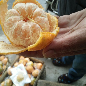椪柑6.5~7cm