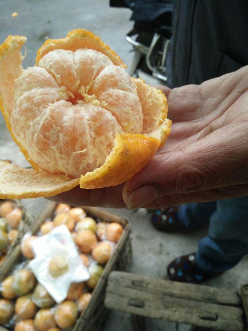 椪柑6.5~7cm