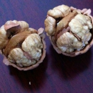 青皮核桃青皮品种优良