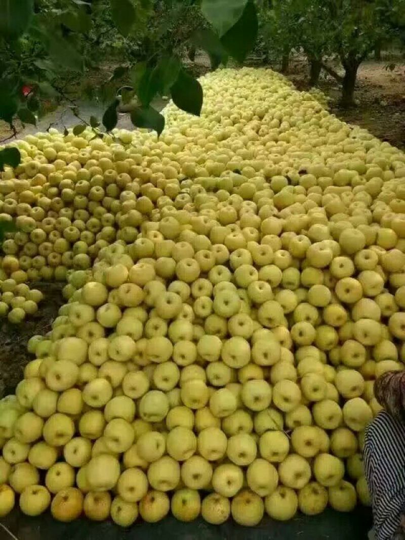 砀山梨250~300g纸袋