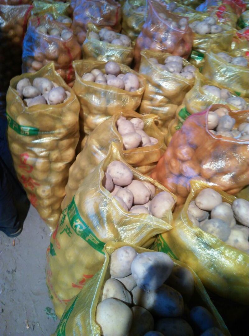 （精品）陕北纯沙地黄心土豆品种多样常年供应基地代发