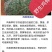 鸡骨草