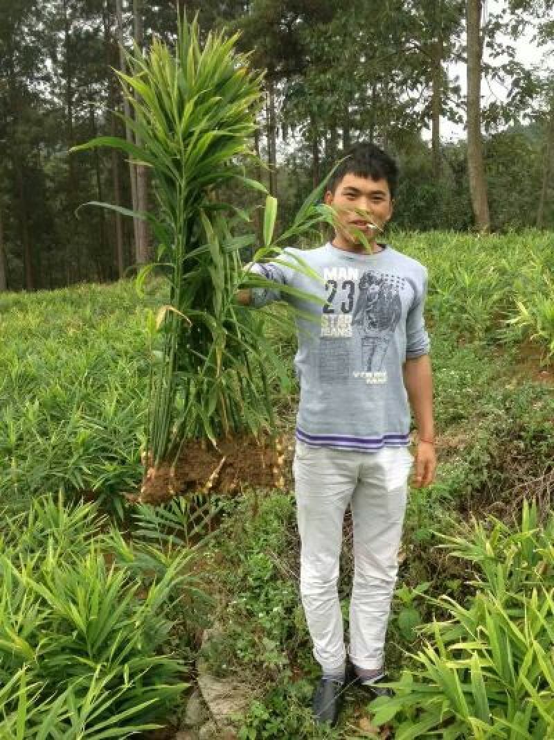 小黄姜