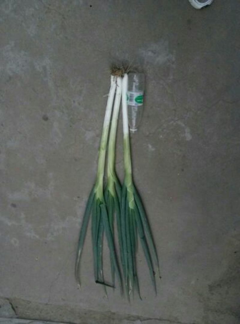 长白大葱净葱3cm左右