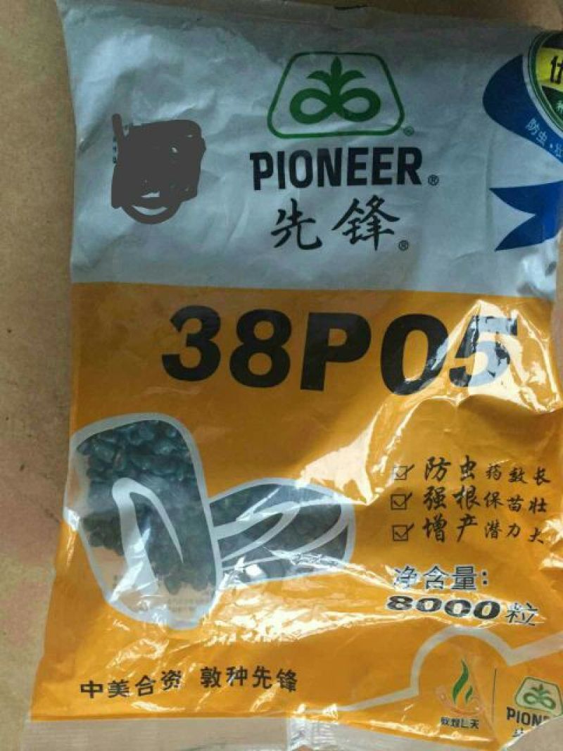 玉米种子
