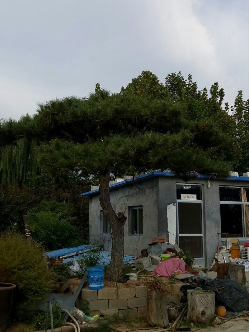 造型松14公分