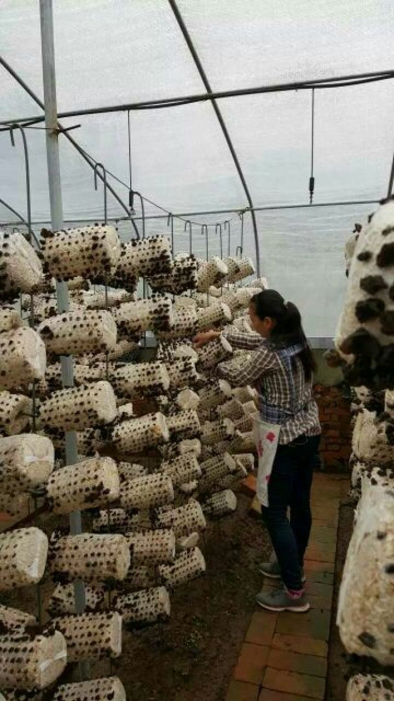 黑木耳特级