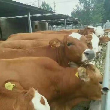 肉牛小牛苗，肉牛犊，育肥牛犊，黄牛犊全国包运货到付款