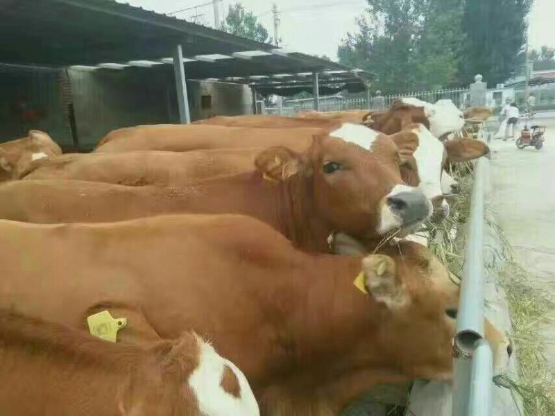 肉牛小牛苗，肉牛犊，育肥牛犊，黄牛犊全国包运货到付款