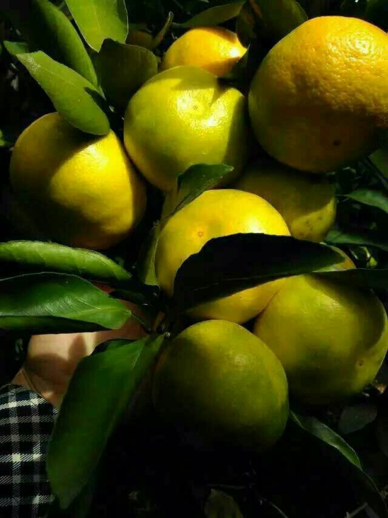 蜜橘&蜜桔产地直供价格公道卖的良心买的放心