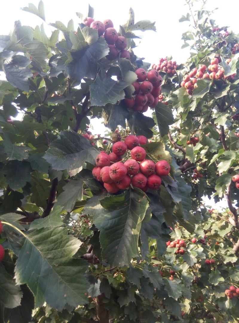 大金星山楂蜜饯，打浆果，山楂片