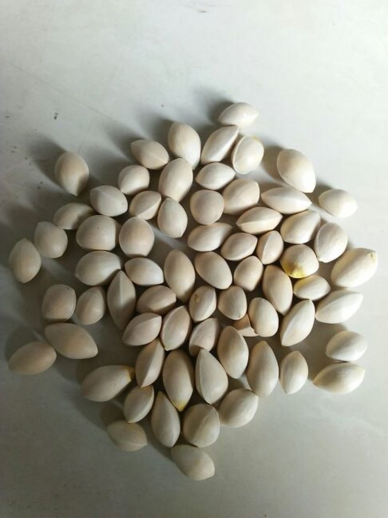 银杏果