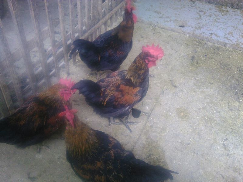 鸡苗1斤以下
