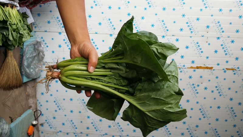 大叶菠菜30~35厘米