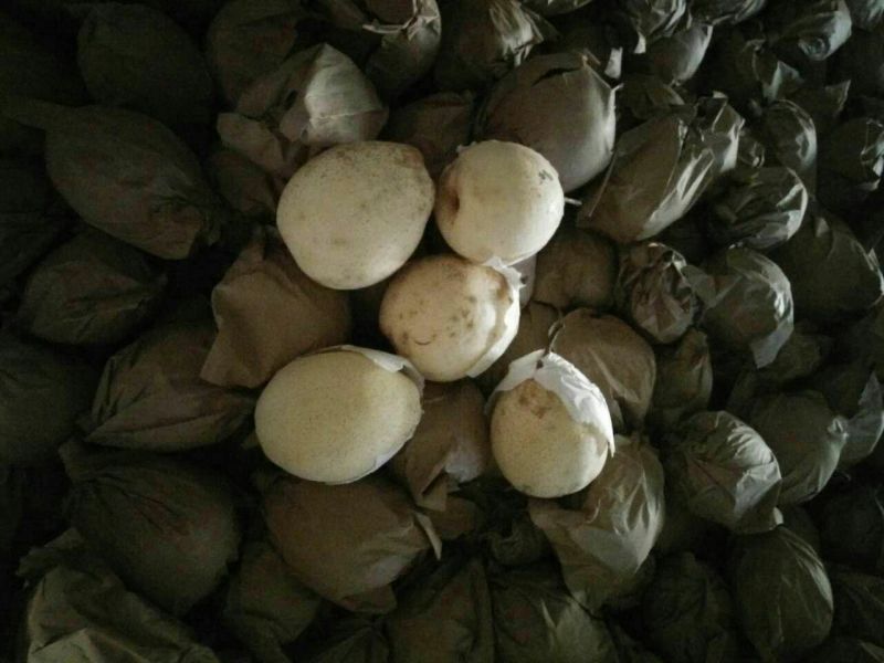 皇冠梨200~250g纸袋