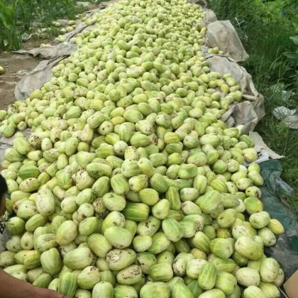 甜瓜山西忻州忻府区_批发_供应-一亩田农业网