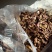 红蘑菇特级4cm