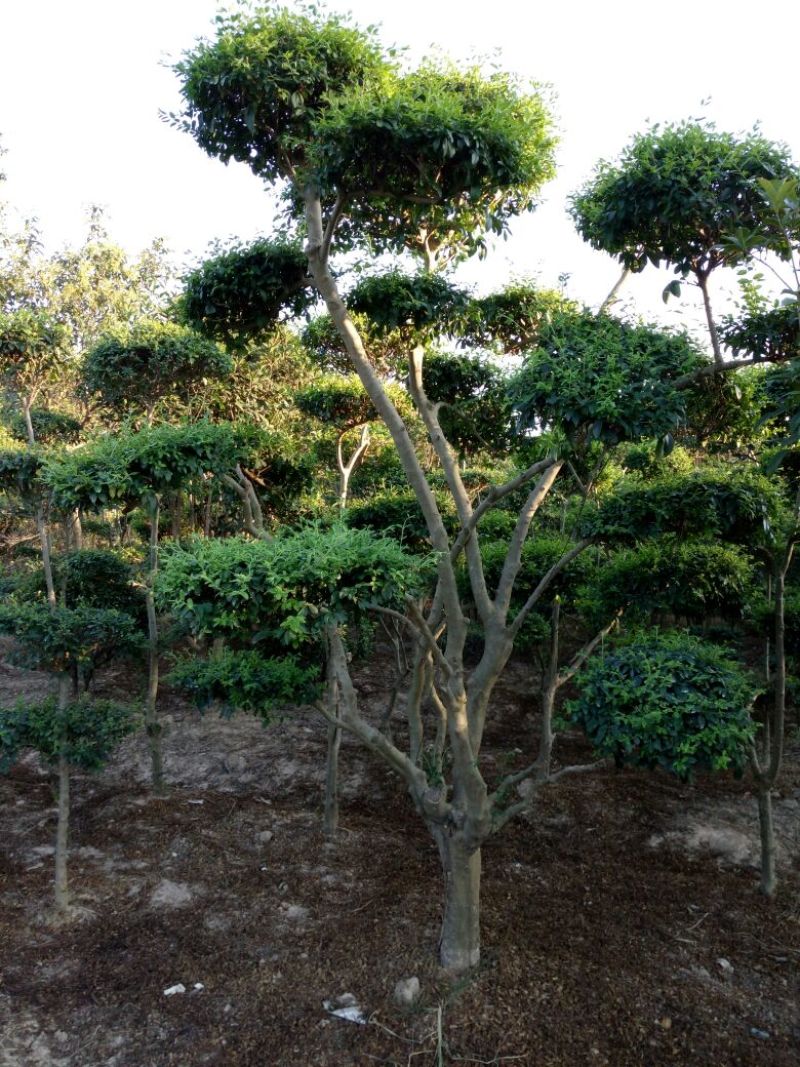 景观造型树，河南省潢川宏昌苗圃直销各种规格造型优美景观树