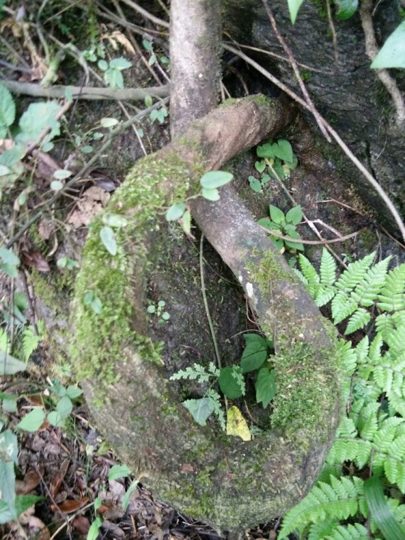 葛根2~2.5斤，深山老林葛根，价格美丽
