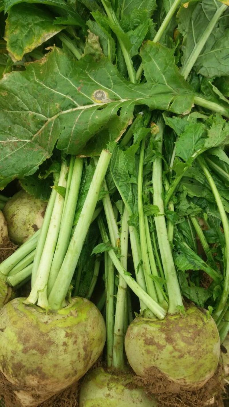 大头菜芥菜头孔明菜芥菜3两半以上每年9月左右上市