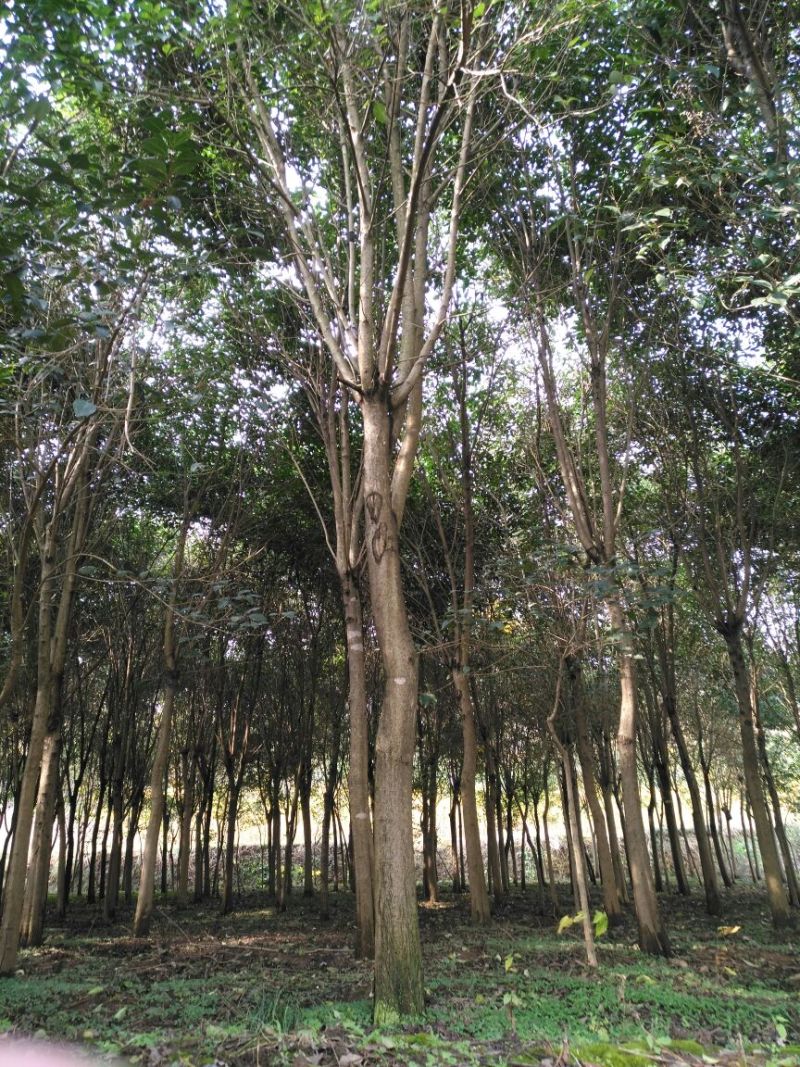 女贞6~8cm