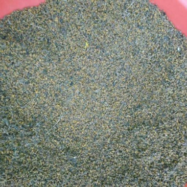 野菊花菊花杆片子
