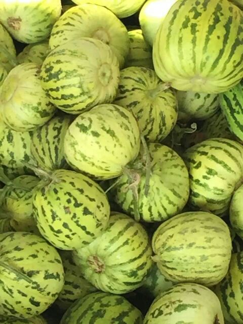 花龙密甜瓜河南安阳内黄县_批发_供应-一亩田