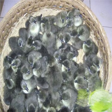 狮头鹅苗250g以上
