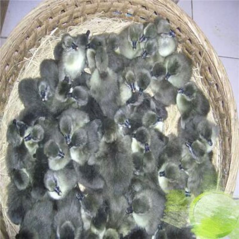狮头鹅苗250g以上