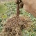 【精品】永顺猕猴桃种植合作社东红猕猴桃树苗水杨桃嫁接苗