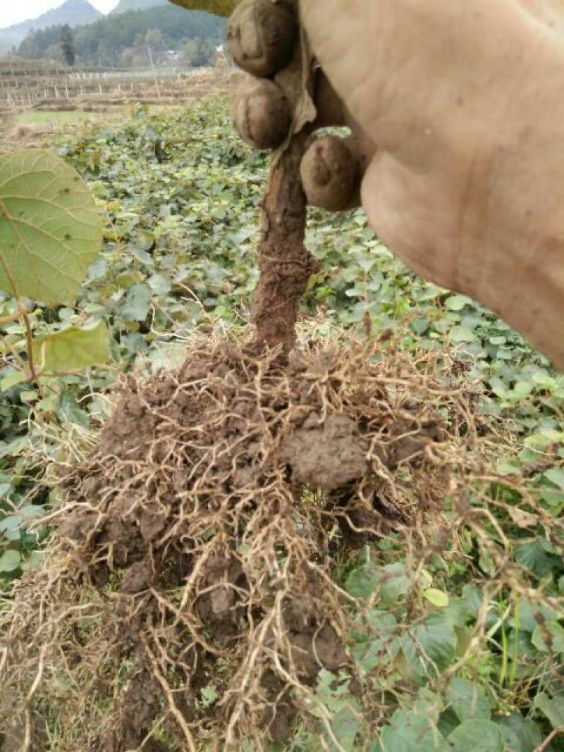 【精品】永顺猕猴桃种植合作社东红猕猴桃树苗水杨桃嫁接苗