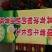 奶油富士