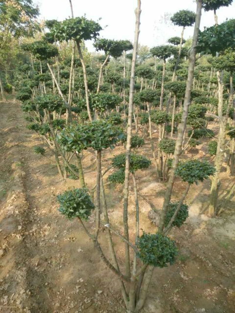 小叶女贞4cm以下