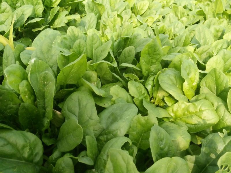 大叶菠菜20~25厘米