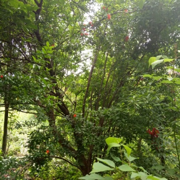 石榴树8~10cm6~8cm2.5~3米
