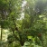石榴树8~10cm6~8cm2.5~3米