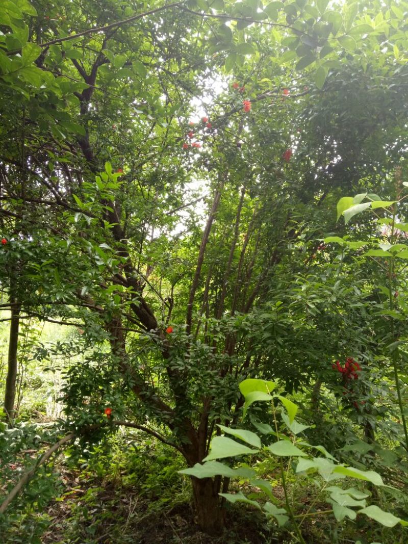 石榴树8~10cm6~8cm2.5~3米